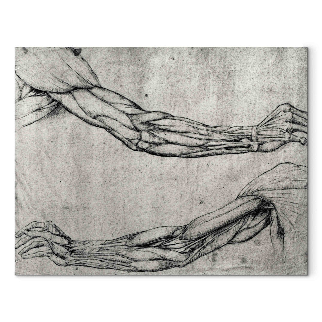 Gleznas reprodukcija - Leonardo da Vinci - Study of Arms