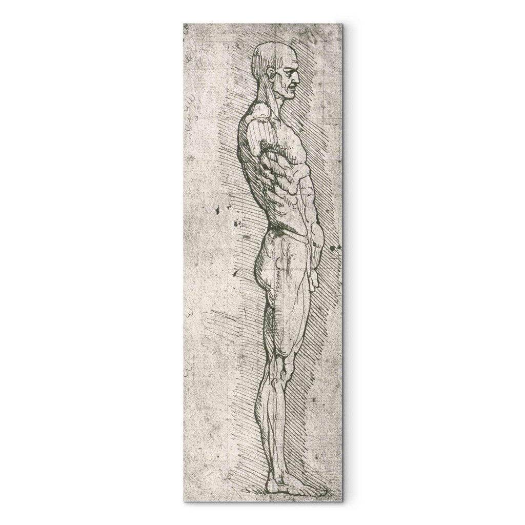 Gleznas reprodukcija - Leonardo da Vinci - Anatomical Study (pen and ink on paper)