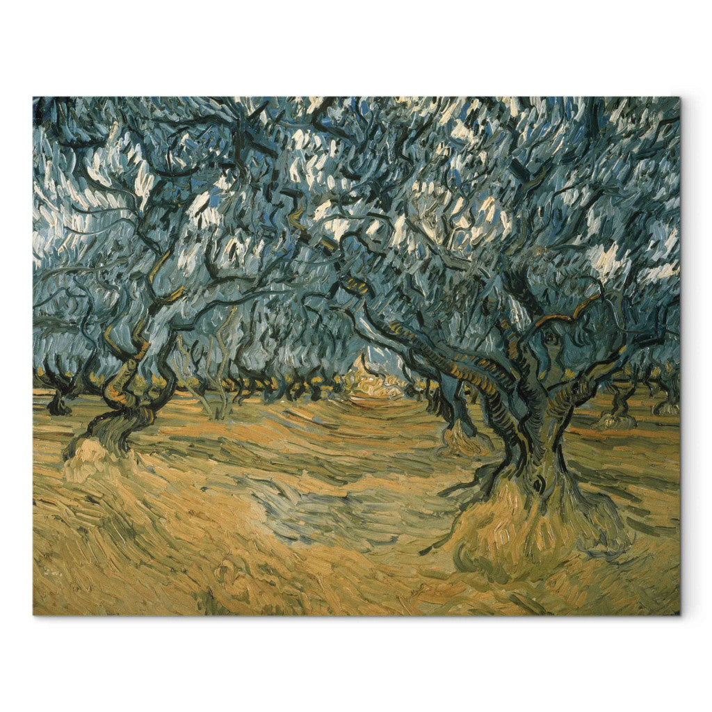 Gleznas reprodukcija - Vincent van Gogh - Olive Trees