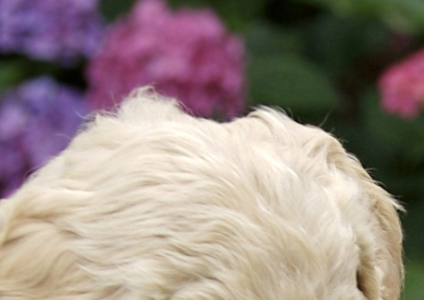 375x250 cm Flizelīna fototapetes ar suņiem - Labradora kucēni (atvērts iepakojums) 375 x 250 cm D-ART