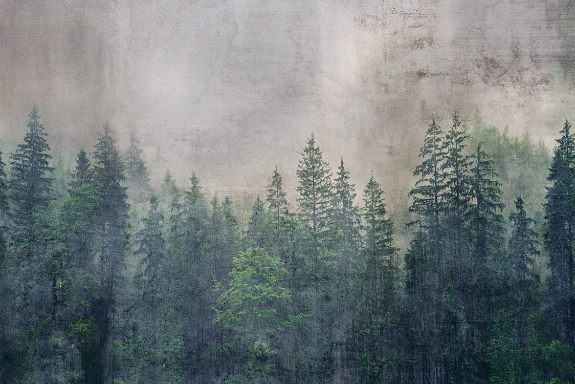 Flizelīna fototapetes ar meža skatu - Meža stāsti D-ART