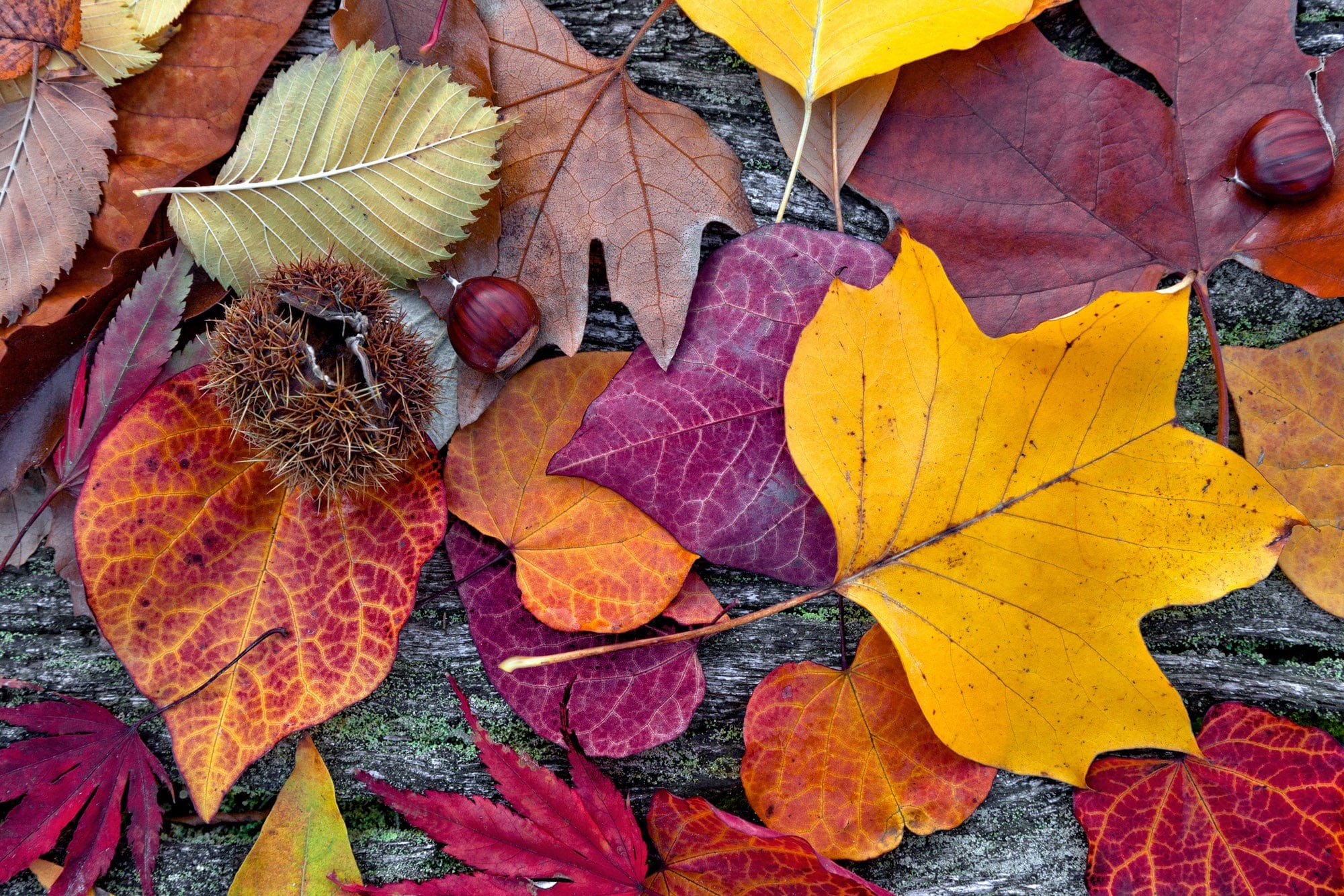 Flizelīna fototapetes ar rudens rakstu - Rudens kompozīcija D-ART