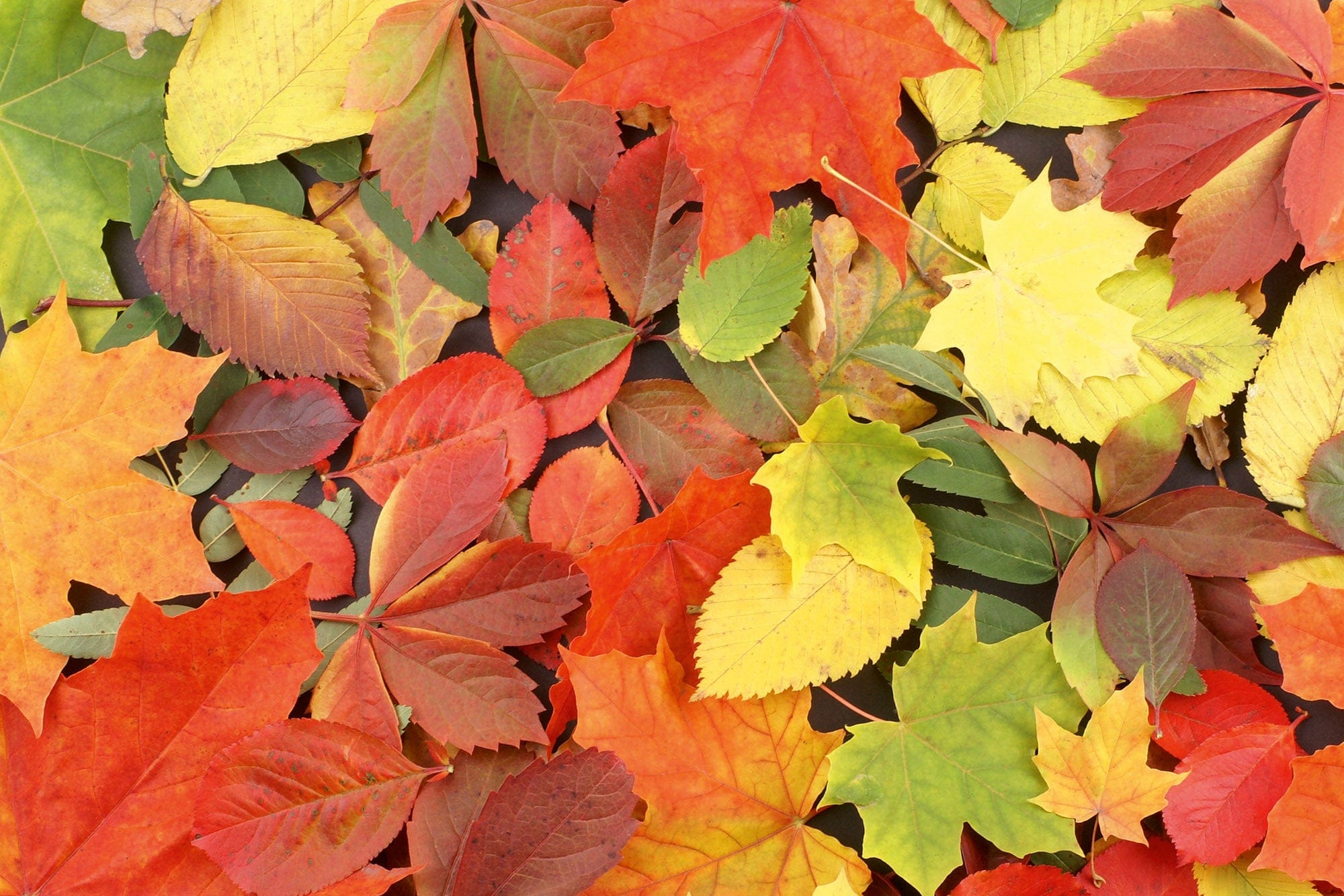Flizelīna fototapetes ar rudens rakstu - Rudens krāsas D-ART