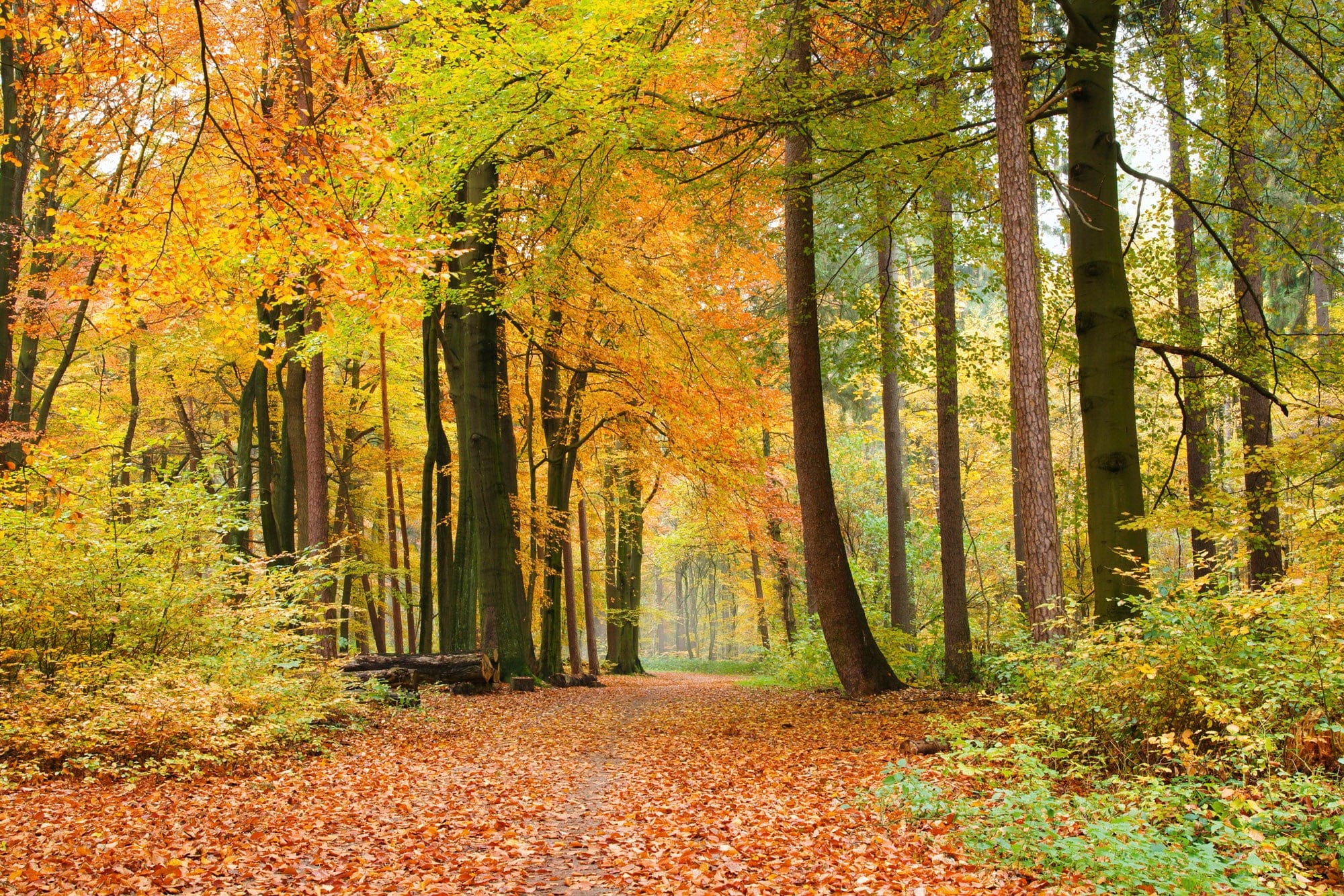 Flizelīna fototapetes - Rudens meža skaistums D-ART