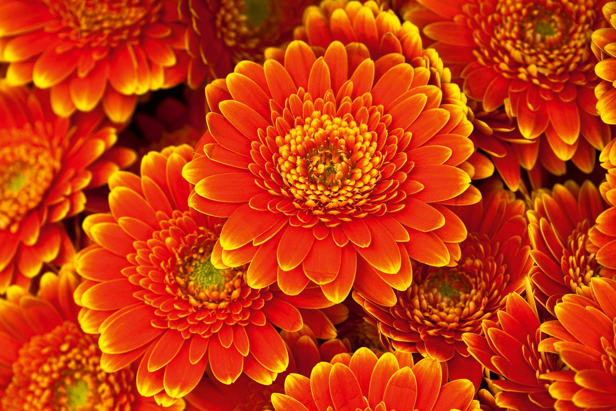 Flizelīna fototapetes - Ugunīgas gerberas D-ART