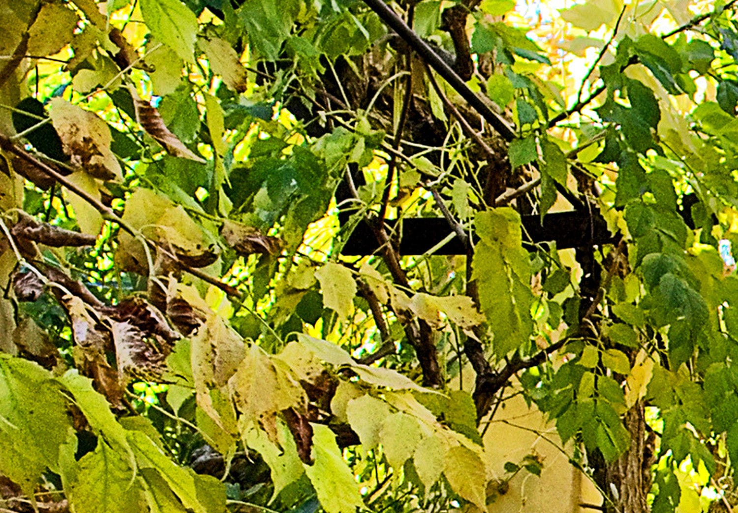 Fototapetes ar arku no zaļumiem un ziediem - Pergola, 60274 E-interjers.lv