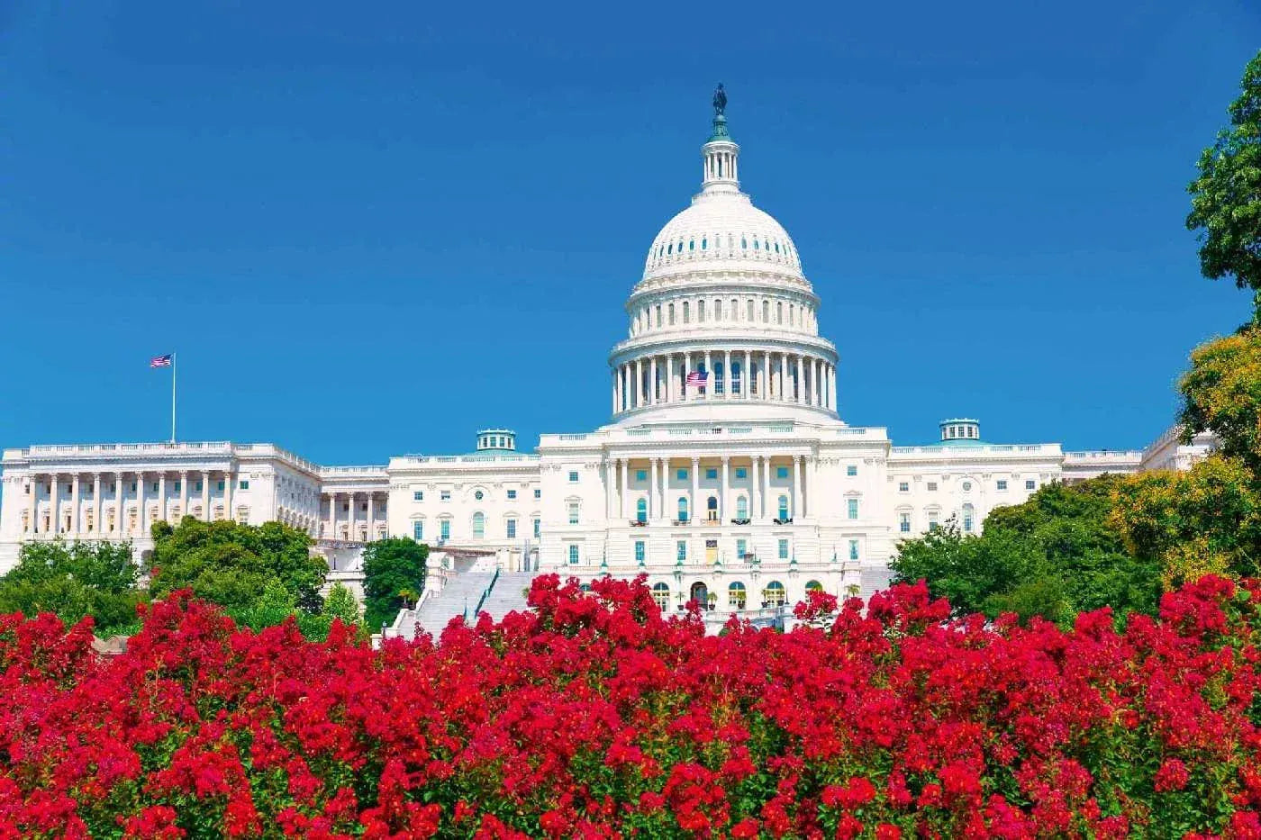 Fototapetes ar ASV tematiku - ASV Kapitolijs un ziedi, 375x250 cm D-ART