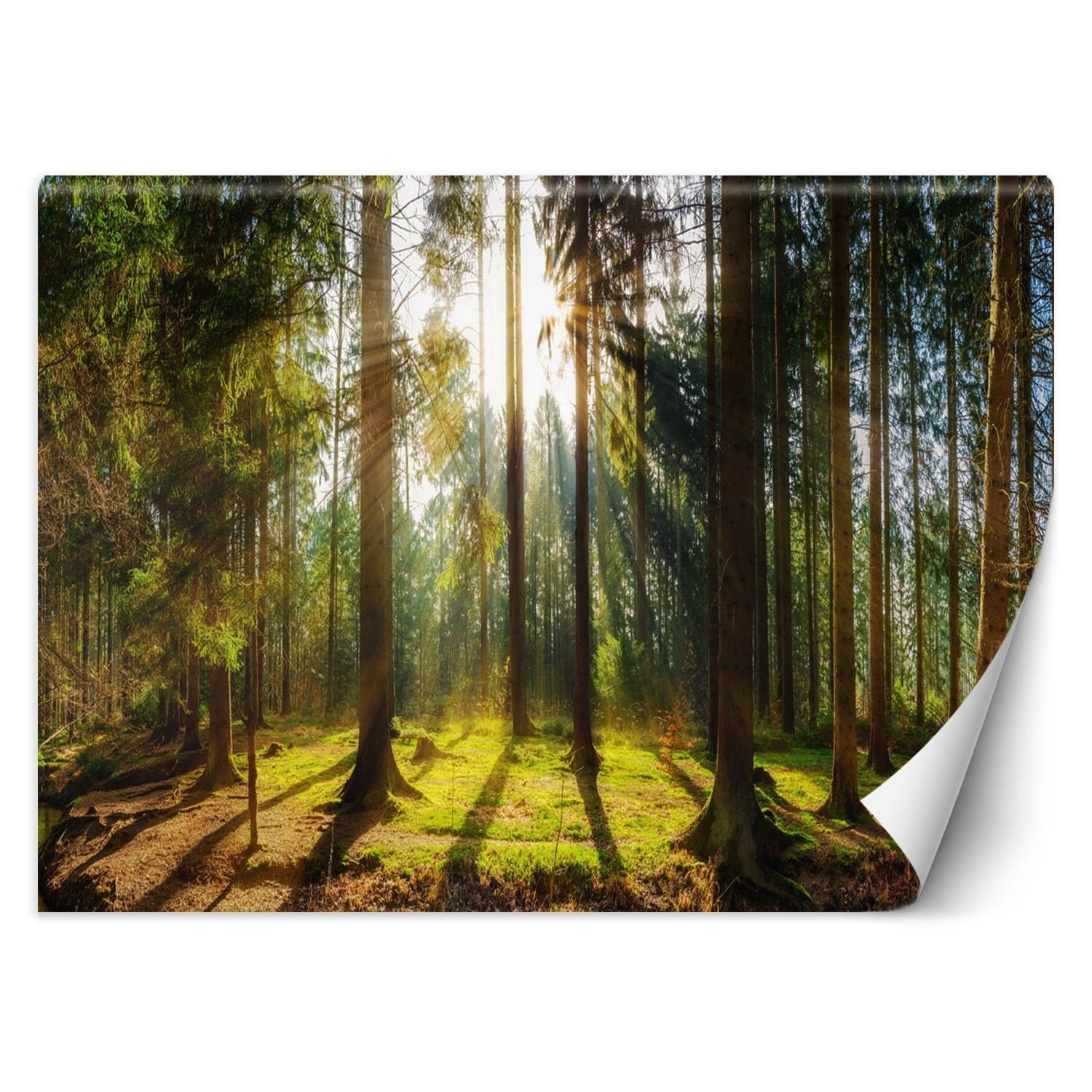Fototapetes, Mežs saulē Home Decor