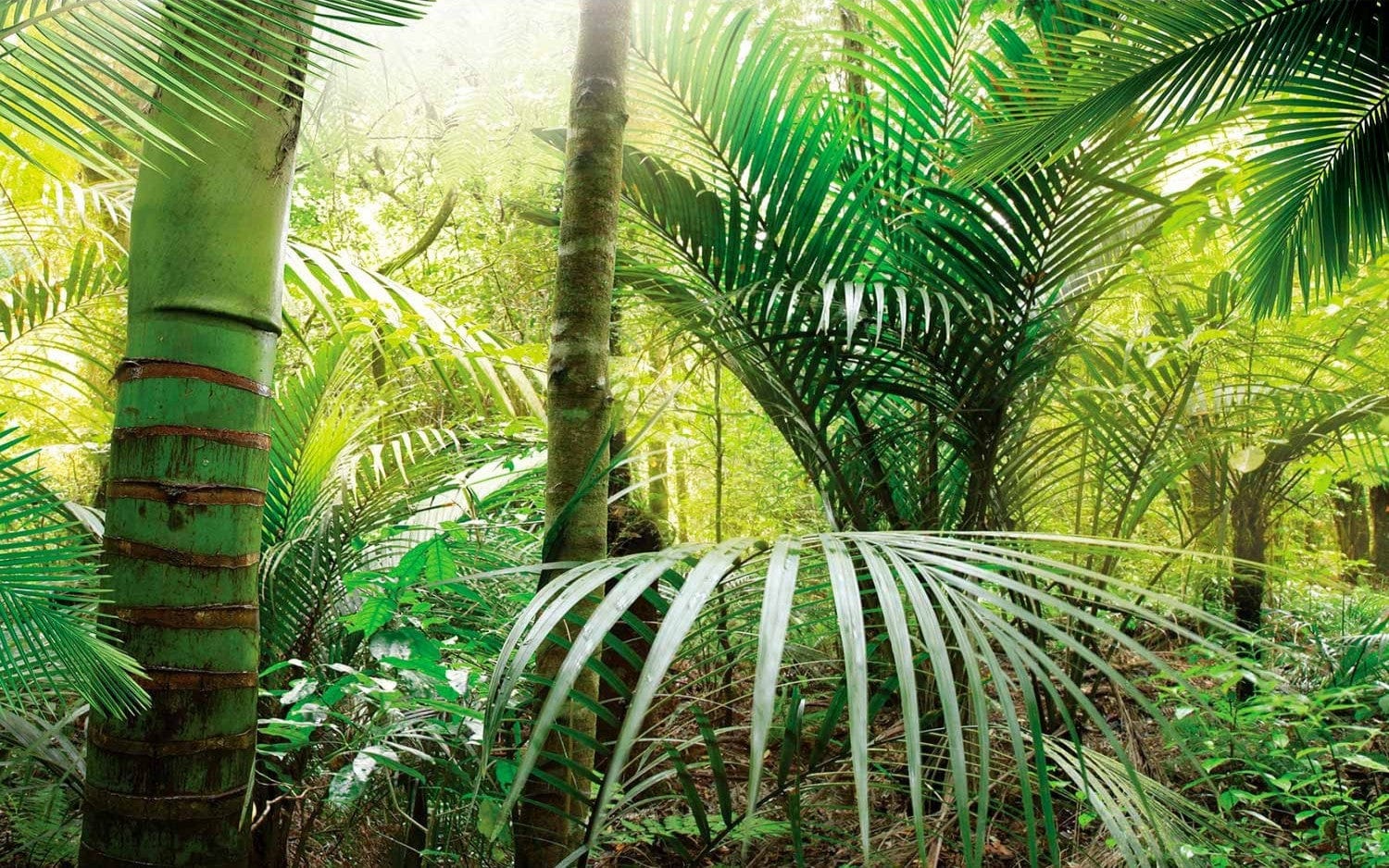 Fototapetes - Zaļā aleja, 60098 E-interjers.lv