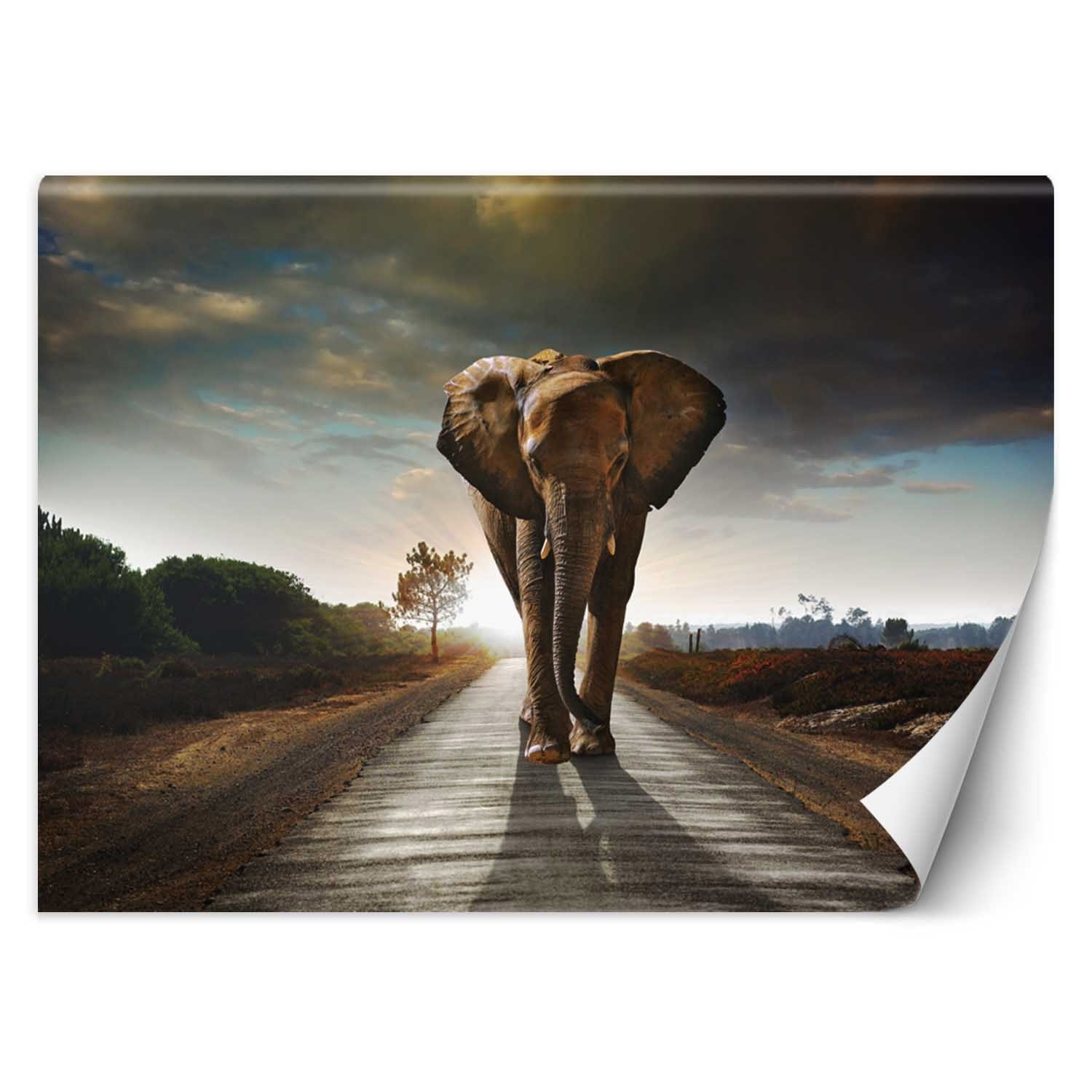 Fototapetes, Zilonis ceļā, Āfrika Home Decor