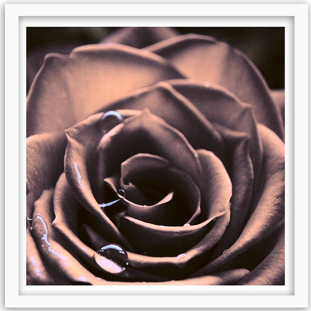 Glezna baltā rāmī - Water Drops On A Rose Home Trends DECO