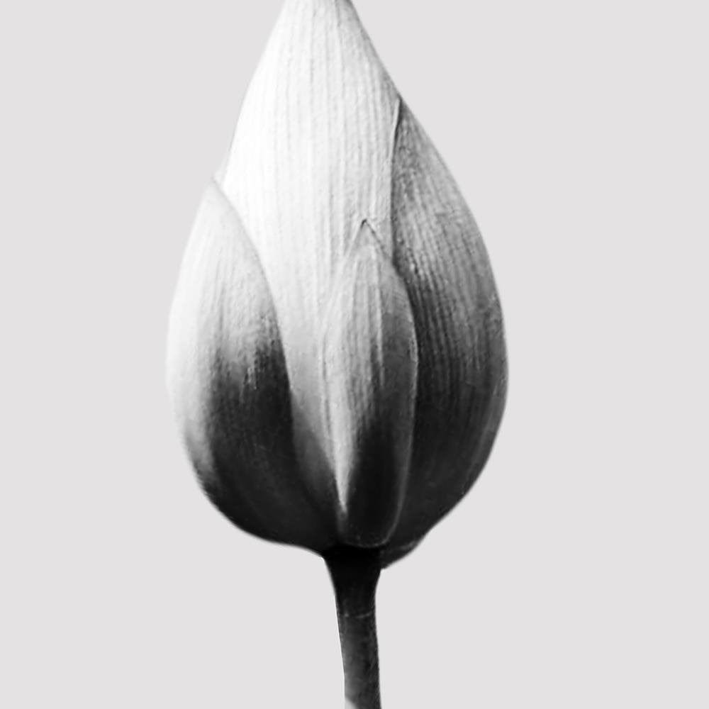 Glezna baltā rāmī - White Lotus Bud Home Trends DECO