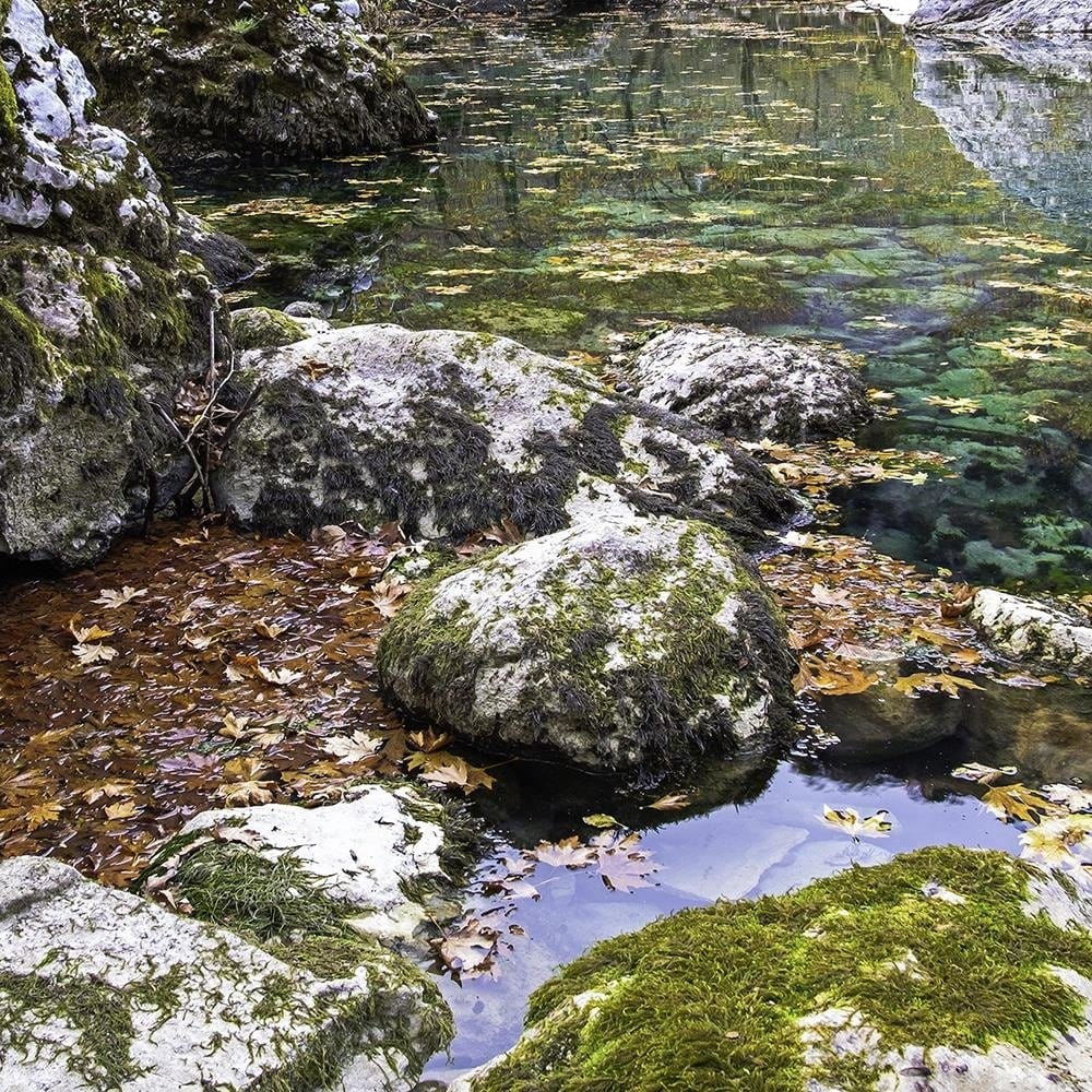 Glezna baltā rāmī - Wildlife Home Trends DECO