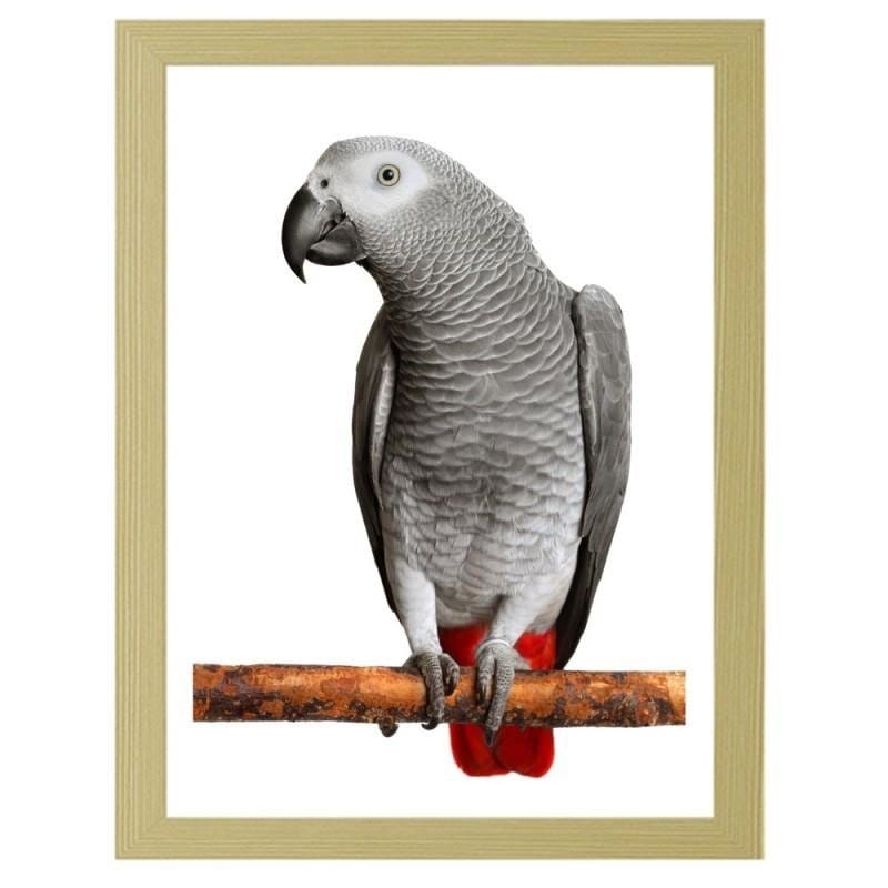 Glezna bēšā rāmī - A jacoon parrot Home Trends DECO