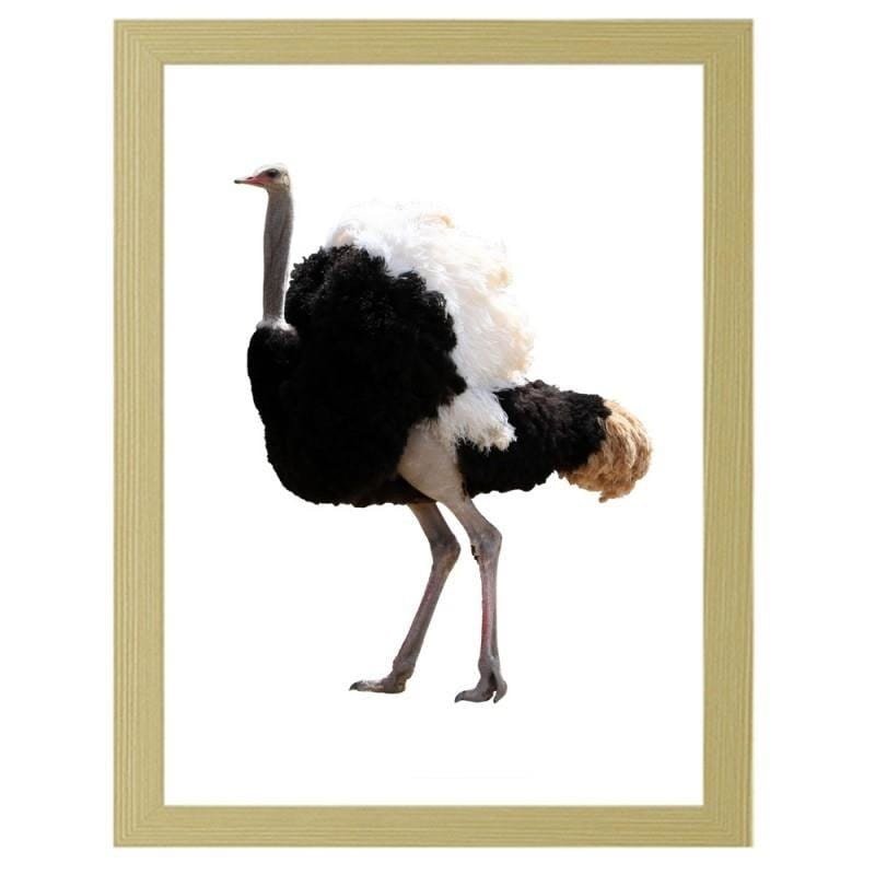 Glezna bēšā rāmī - An ostrich with beautiful feathers Home Trends DECO