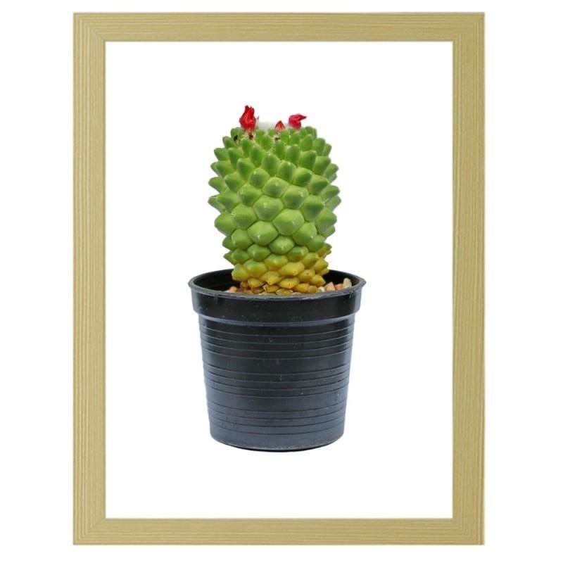 Glezna bēšā rāmī - Cactus on white background Home Trends DECO