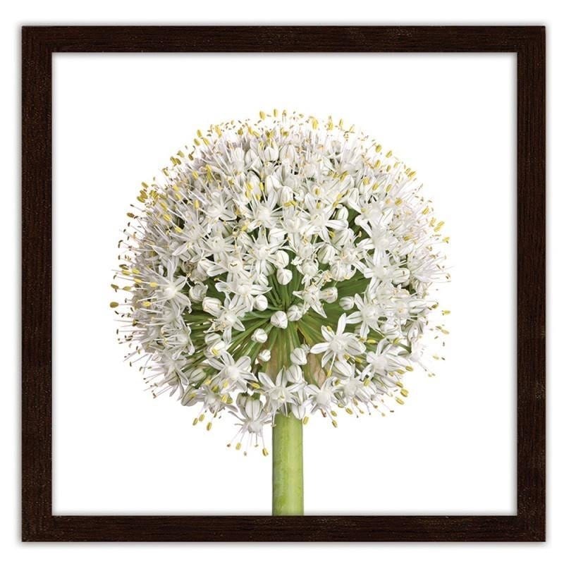 Glezna brūnā rāmī - White garlic flower Home Trends DECO