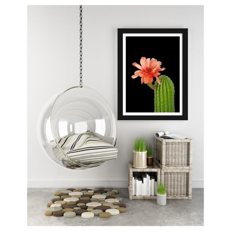 Glezna melnā rāmī - A cactus with a red flower Home Trends