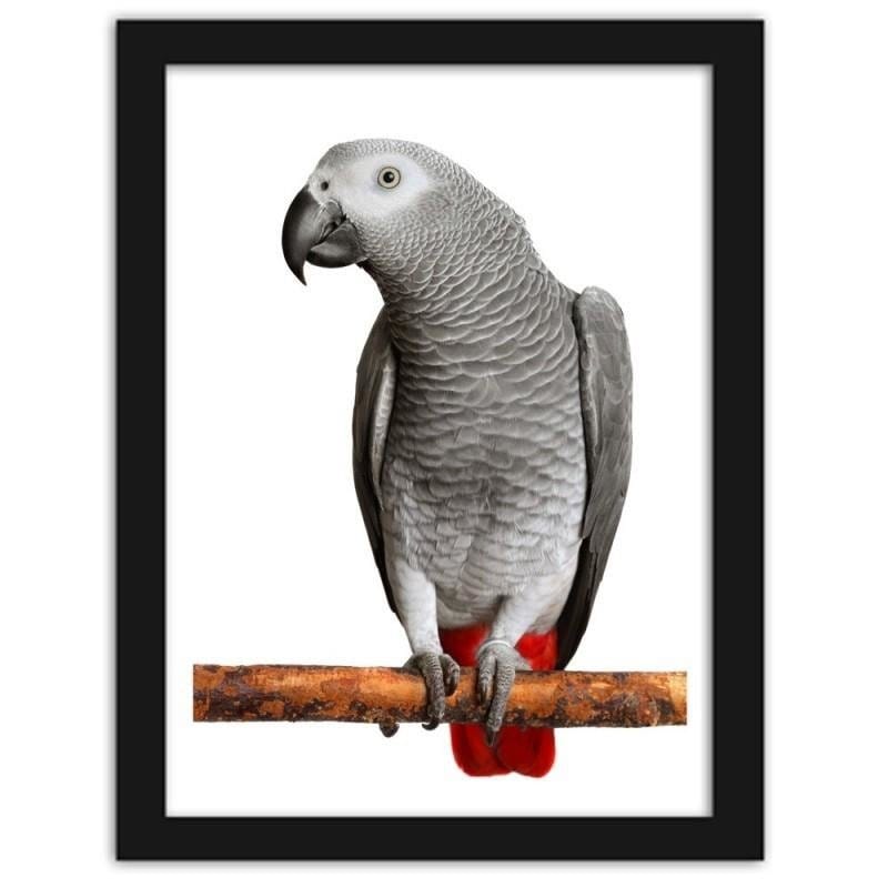 Glezna melnā rāmī - A jacoon parrot Home Trends