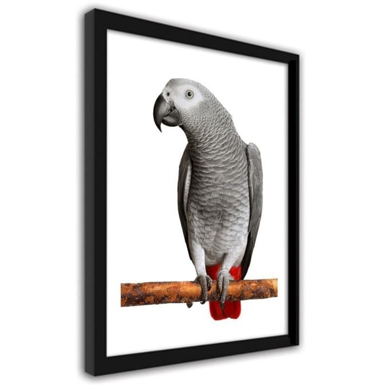 Glezna melnā rāmī - A jacoon parrot Home Trends