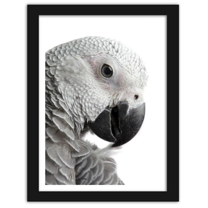 Glezna melnā rāmī - A jacoon parrot Home Trends