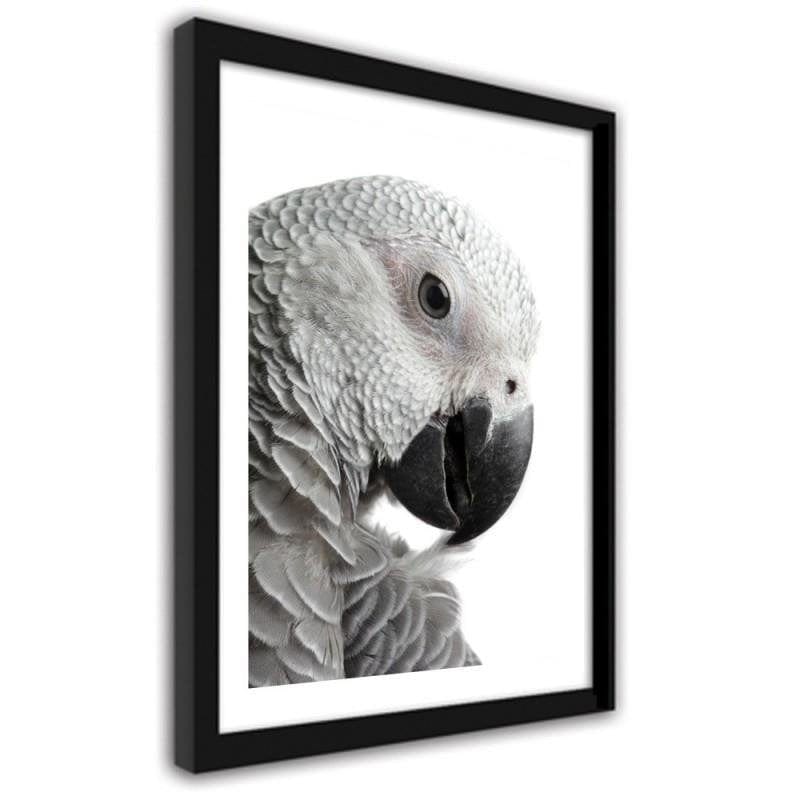 Glezna melnā rāmī - A jacoon parrot Home Trends