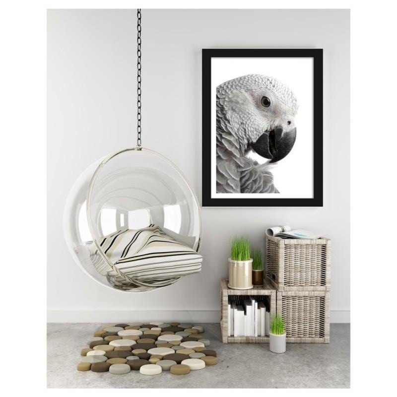 Glezna melnā rāmī - A jacoon parrot Home Trends