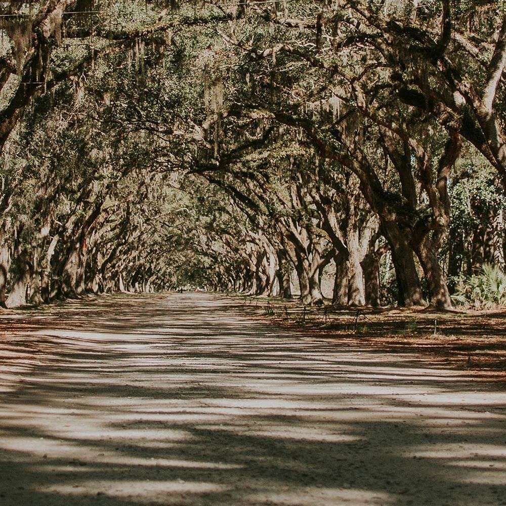 Glezna melnā rāmī - A Wide Path In The Park Home Trends