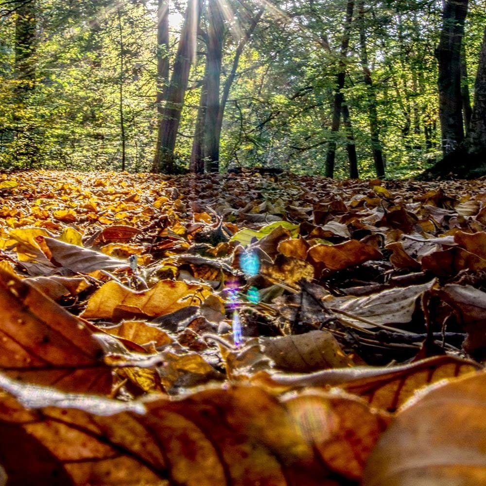 Glezna melnā rāmī - Autumn Leaves In The Sun Home Trends