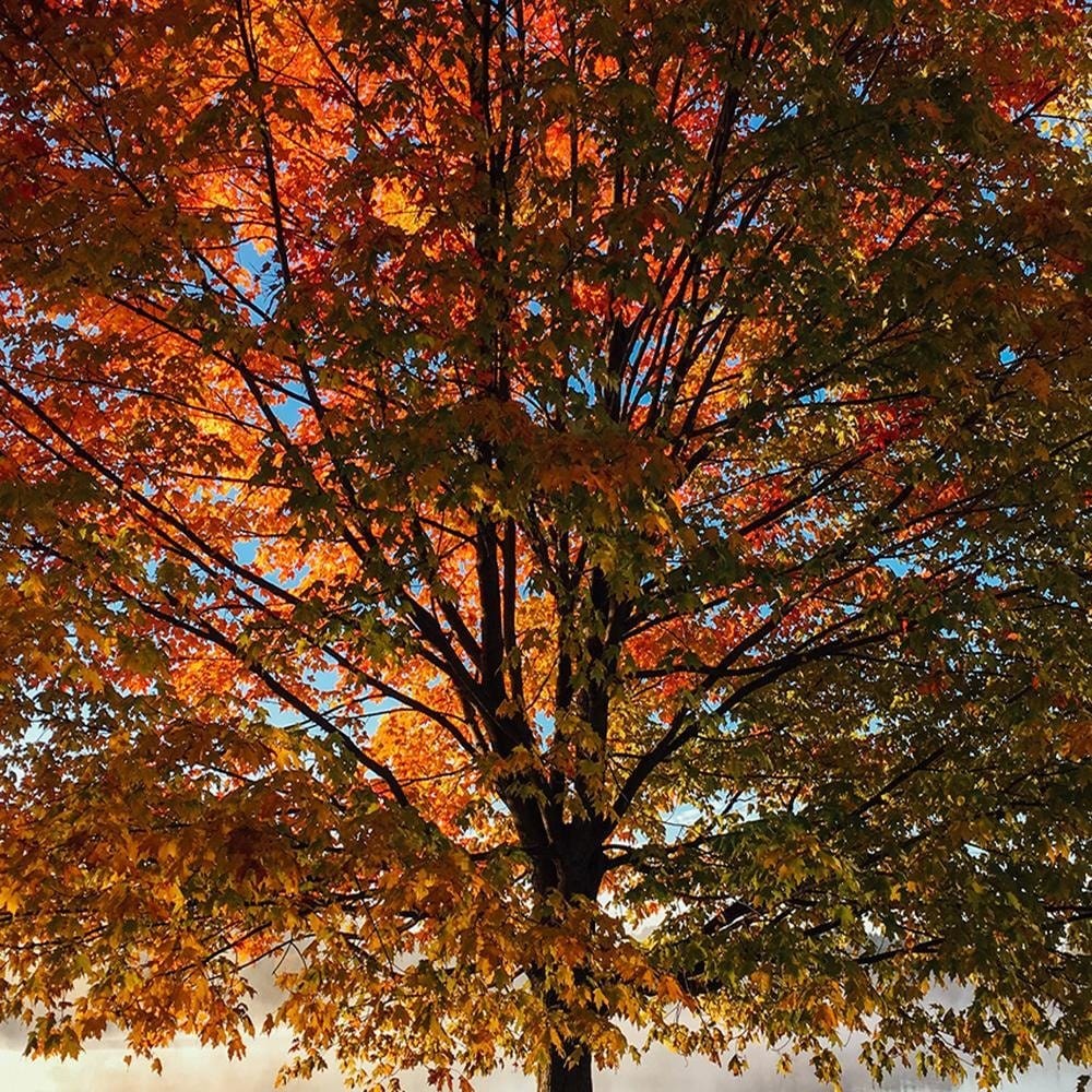 Glezna melnā rāmī - Autumn Tree Home Trends