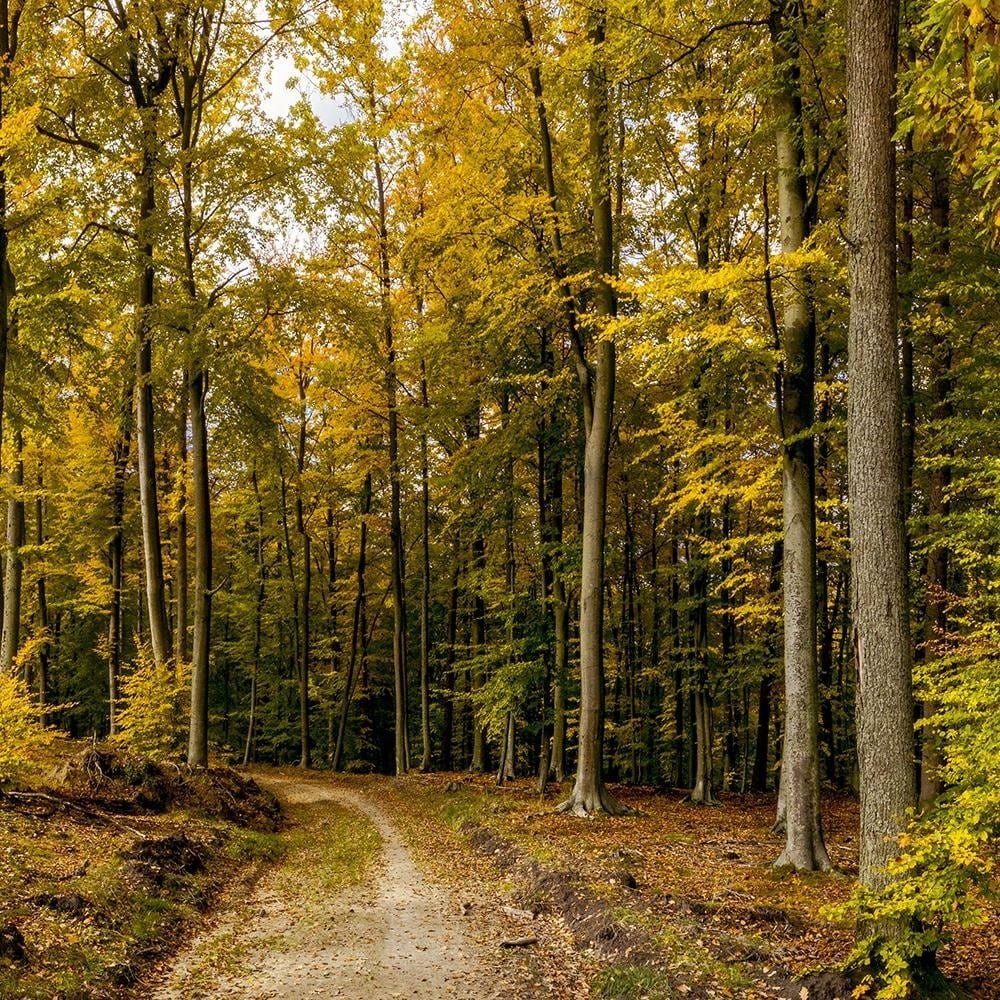 Glezna melnā rāmī - Autumn Trees Home Trends