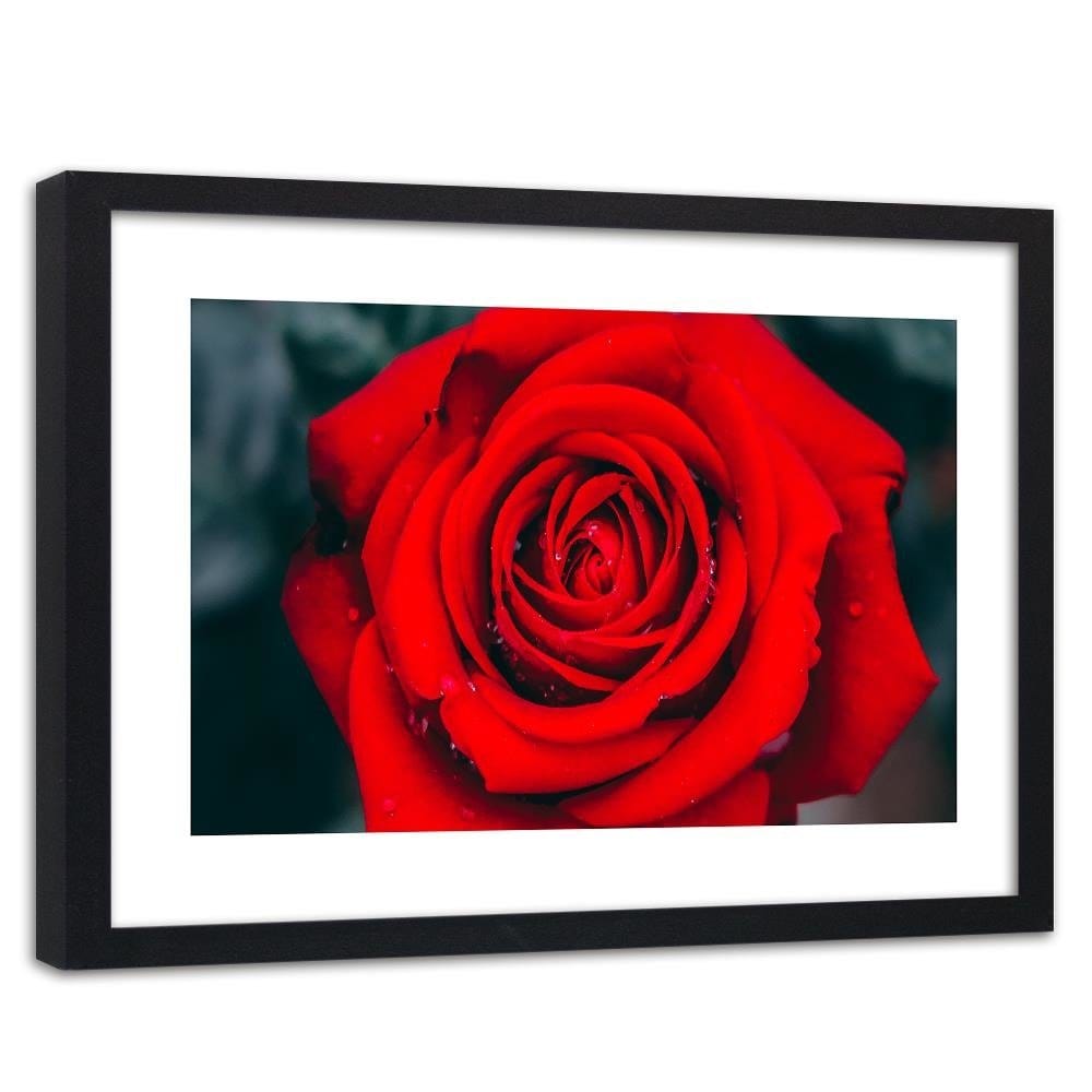 Glezna melnā rāmī - Beautiful Red Rose 2 Home Trends