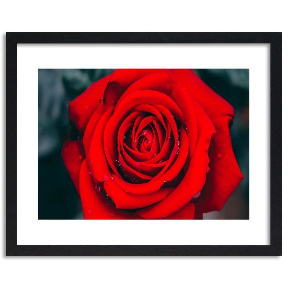 Glezna melnā rāmī - Beautiful Red Rose 2 Home Trends