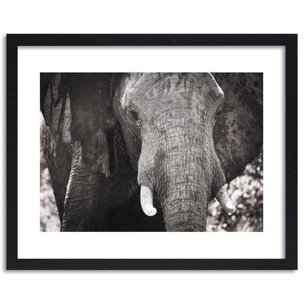 Glezna melnā rāmī - Black-And-White Elephant Home Trends