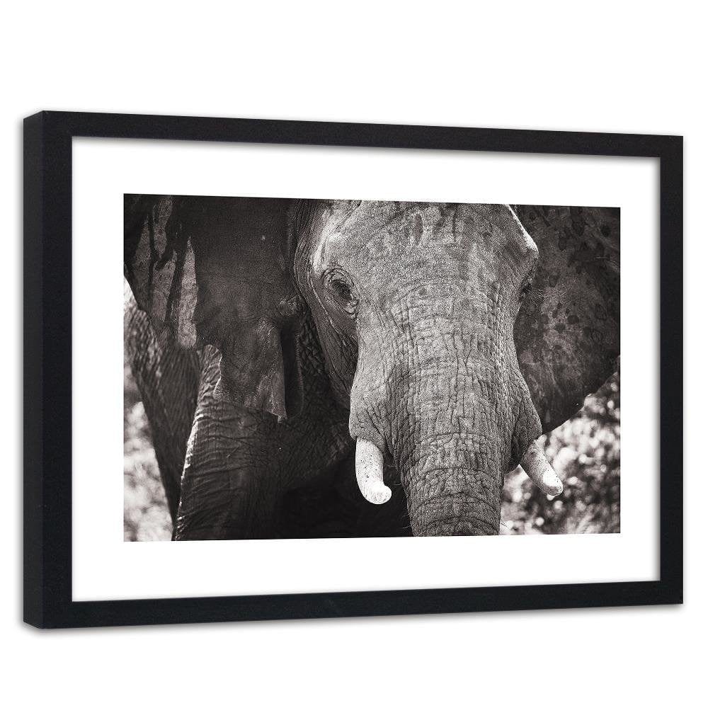 Glezna melnā rāmī - Black-And-White Elephant Home Trends