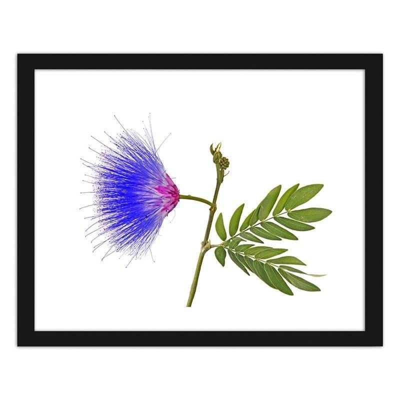 Glezna melnā rāmī - Blue and pink flower Home Trends