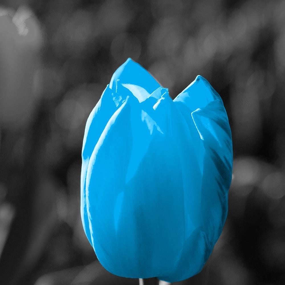 Glezna melnā rāmī - Blue Tulip In Gray Home Trends