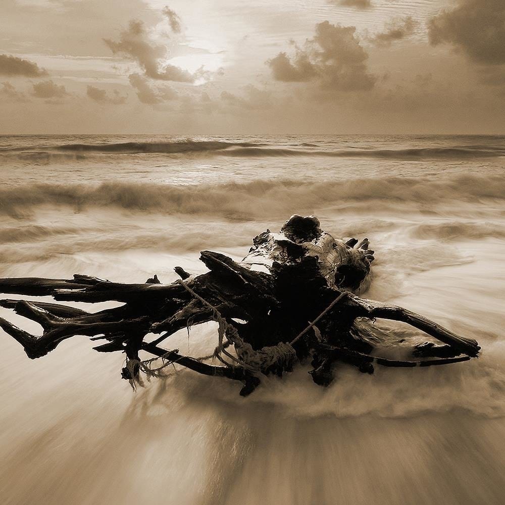 Glezna melnā rāmī - Branch On The Seashore 1 Home Trends