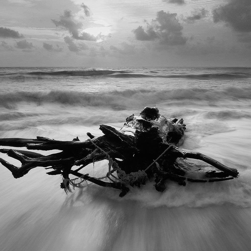 Glezna melnā rāmī - Branch On The Seashore 2 Home Trends