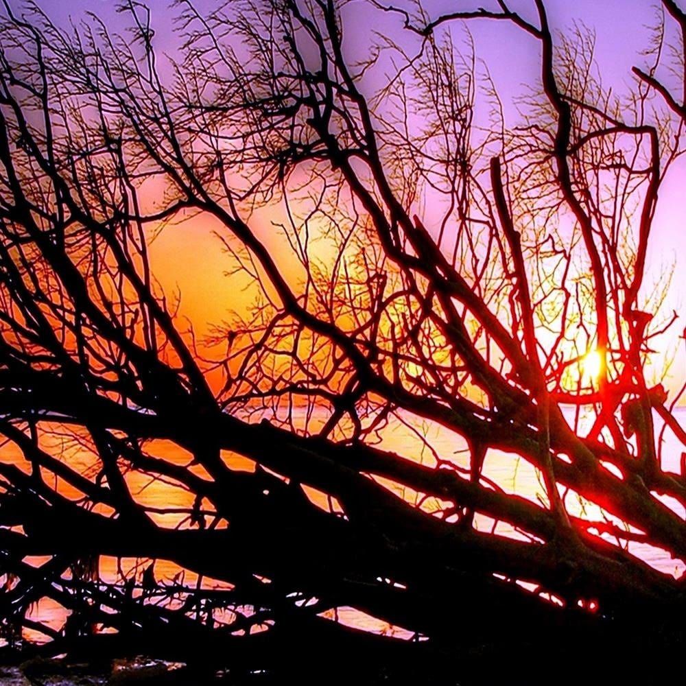 Glezna melnā rāmī - Broken Tree In The Sea Home Trends