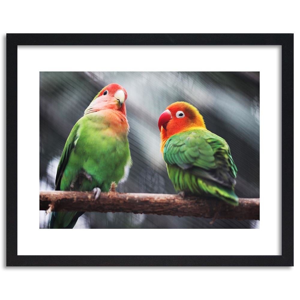 Glezna melnā rāmī - Colorful Parrots Home Trends