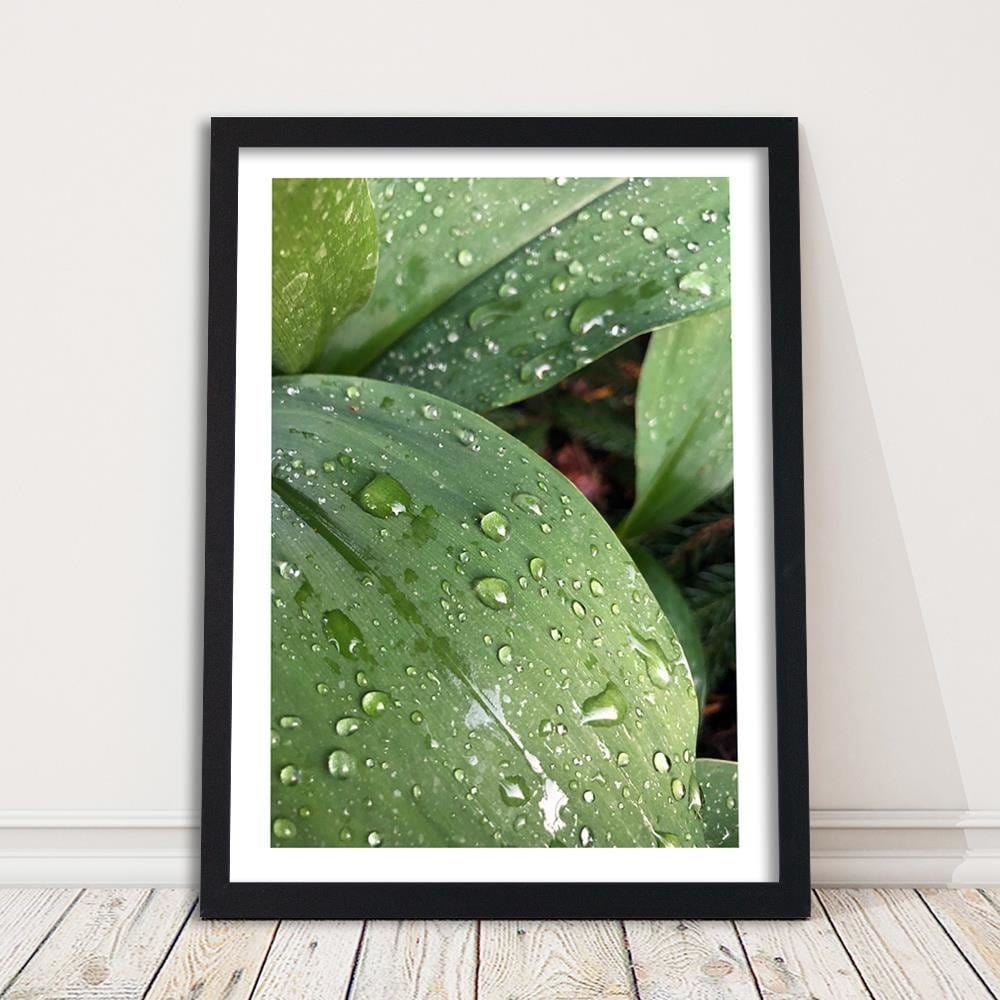 Glezna melnā rāmī - Dew On The Green Leaf Home Trends