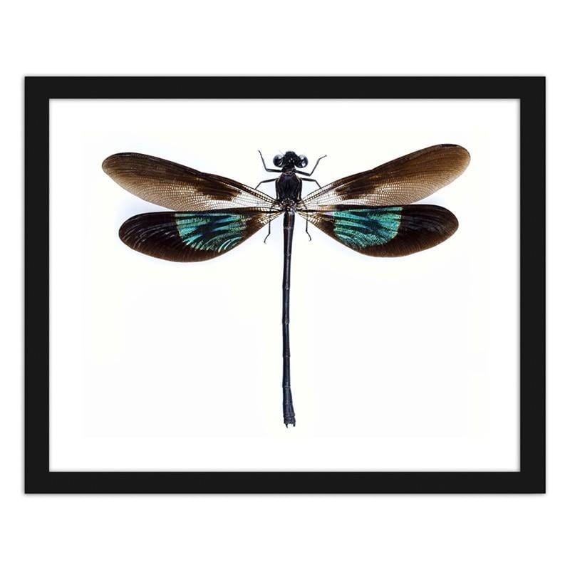 Glezna melnā rāmī - Dragonfly Home Trends