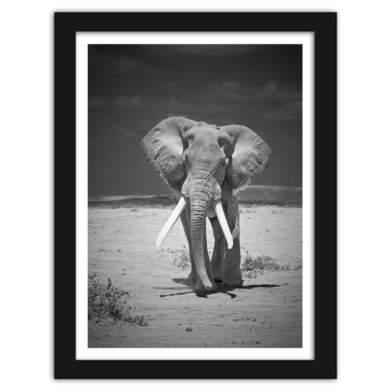 Glezna melnā rāmī - Elephant in the desert Home Trends