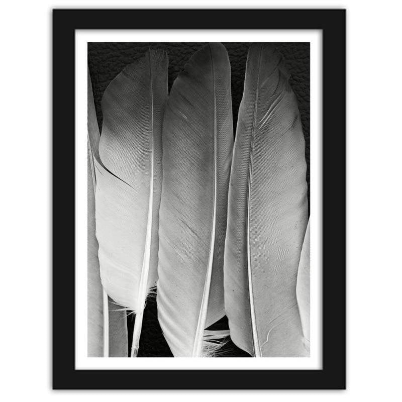 Glezna melnā rāmī - Feathers in black and white Home Trends