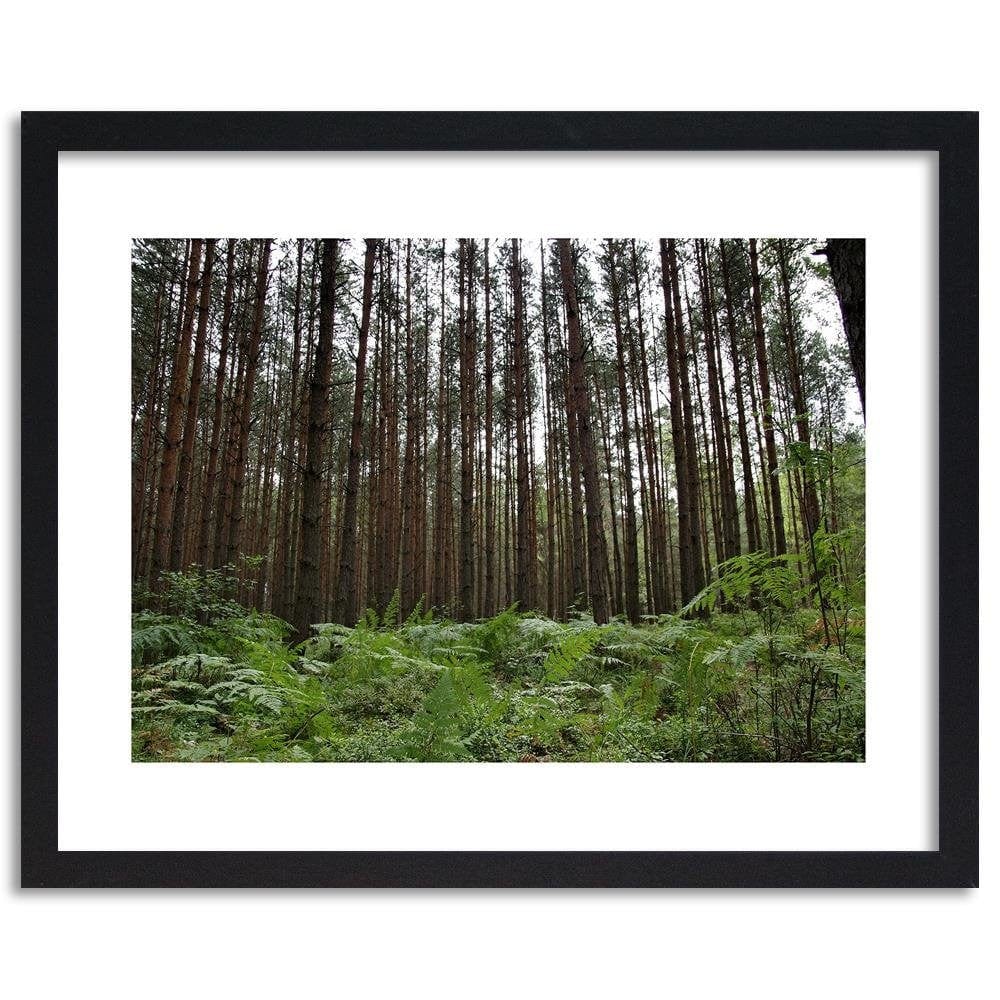 Glezna melnā rāmī - Ferns In The Forest Home Trends