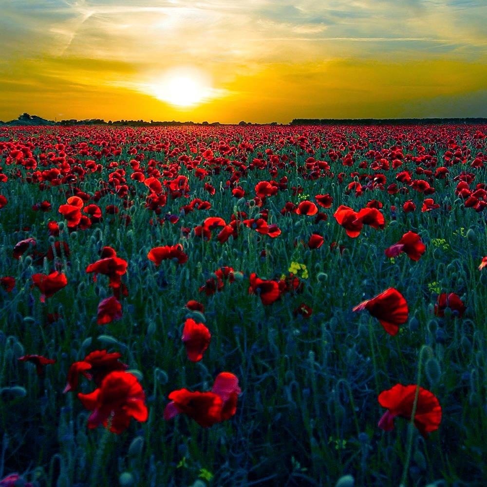 Glezna melnā rāmī - Field Of Red Poppies Home Trends