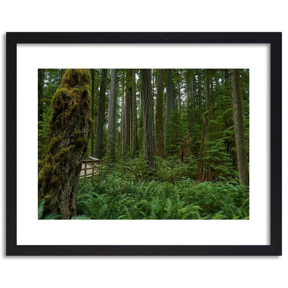 Glezna melnā rāmī - Green Ferns In The Forest Home Trends