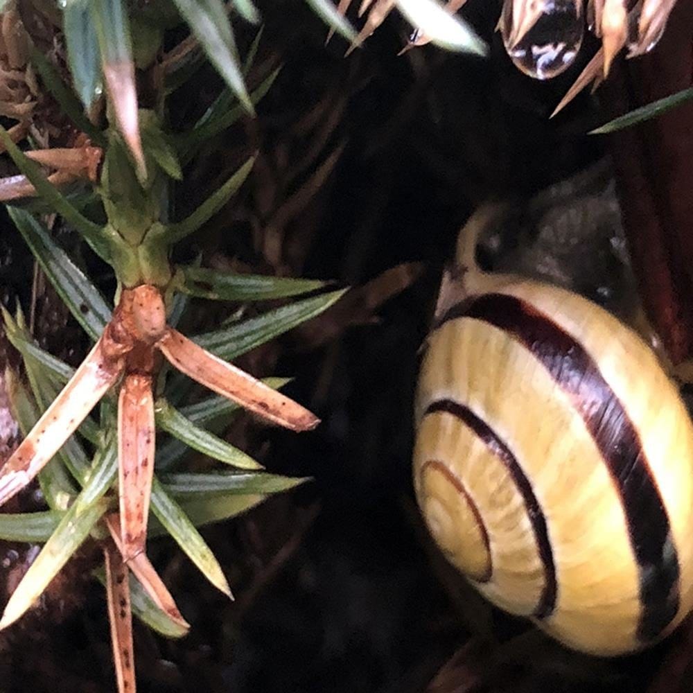 Glezna melnā rāmī - Hideout Worm Home Trends