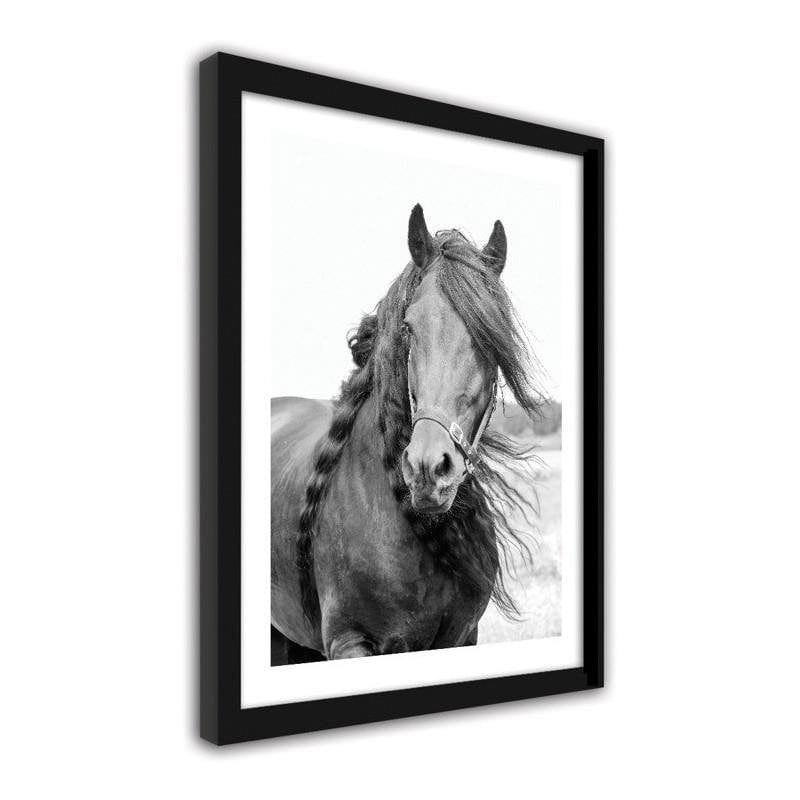 Glezna melnā rāmī - Horse 4 Home Trends